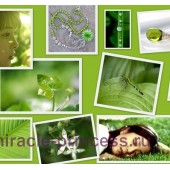 Parfums Genty Satomi Green