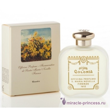 Santa Maria Novella Ginestra Broom 22